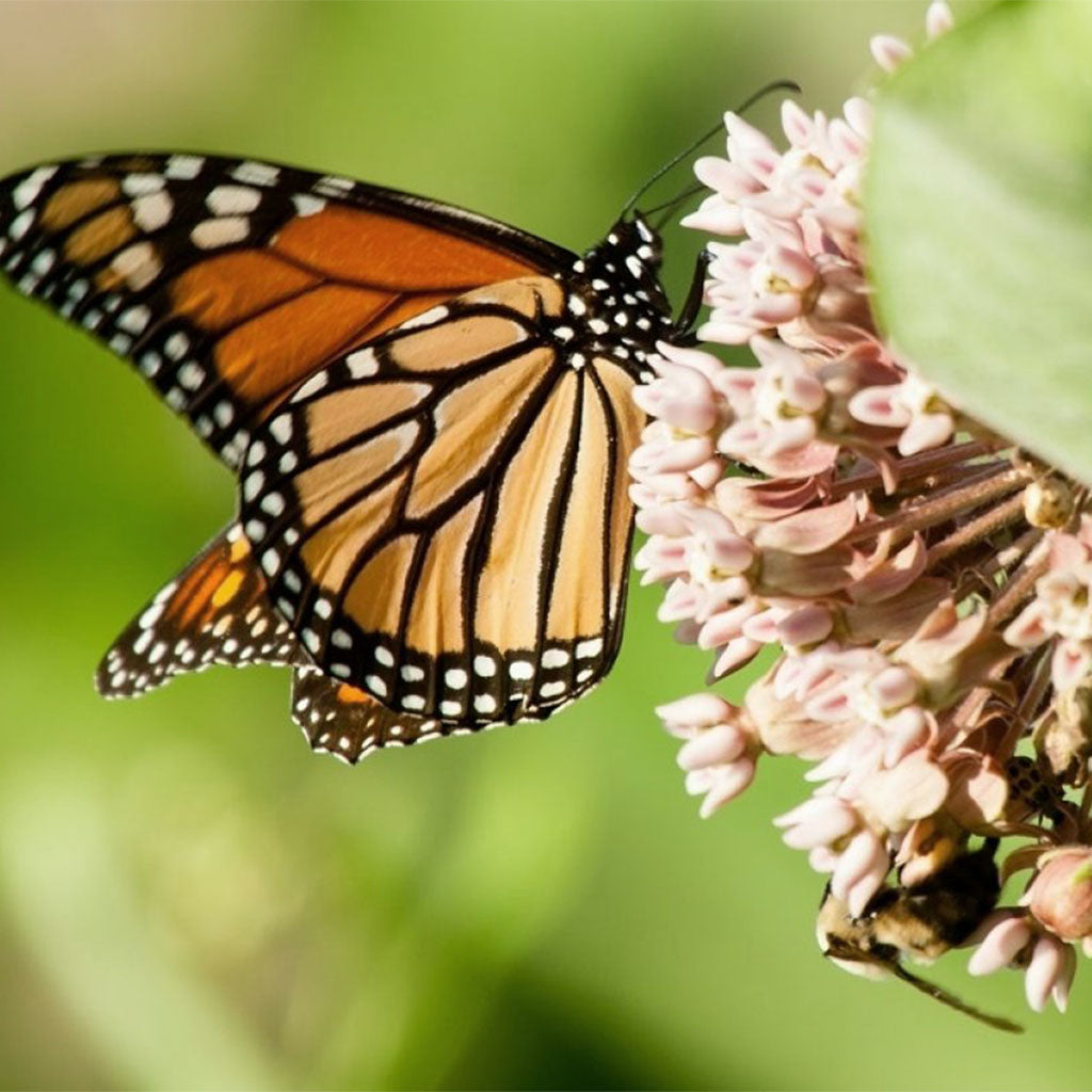 monarch butterfly