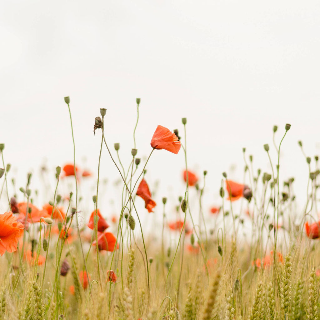 Wonderful Wildflowers