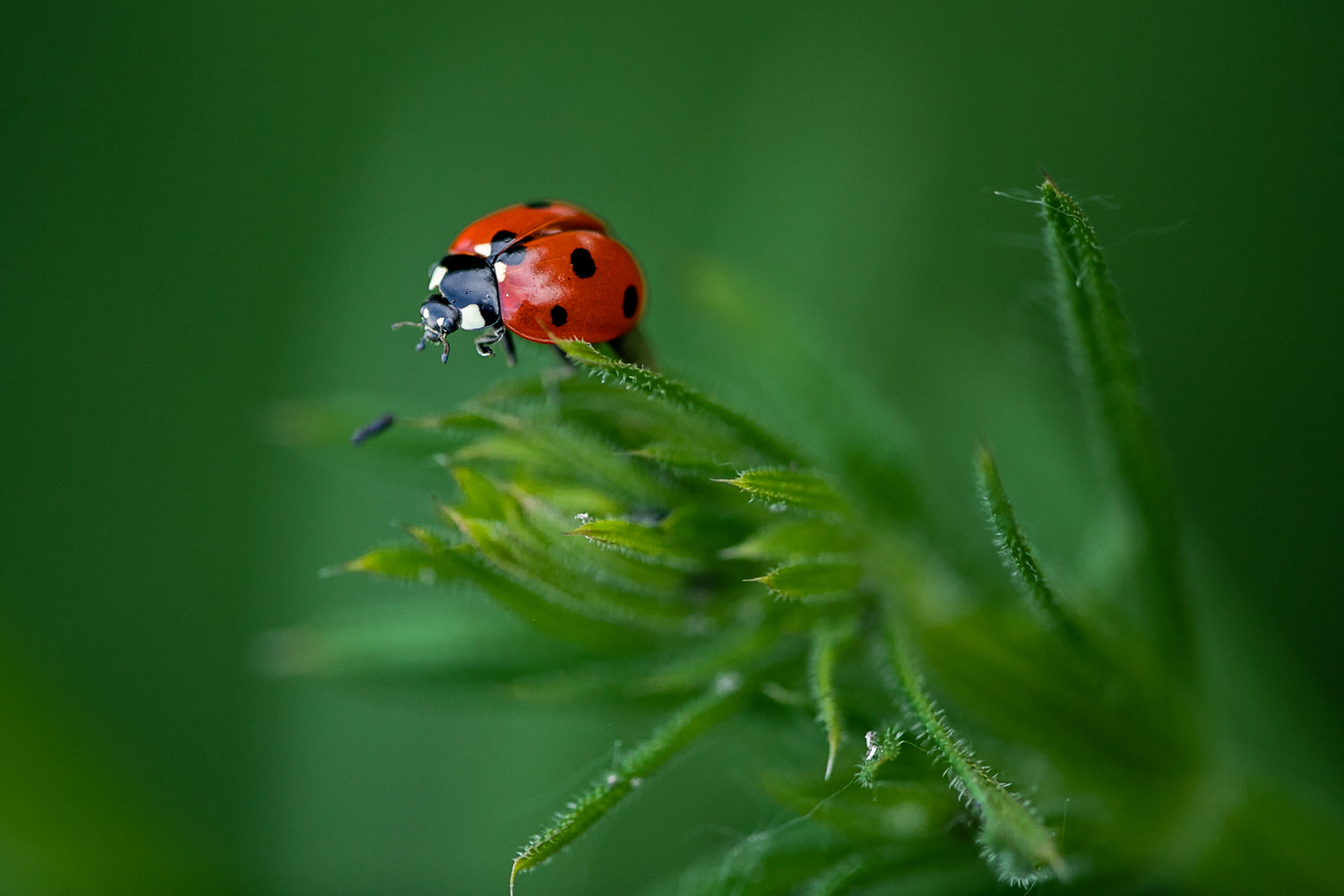 Green the Globe: How to Keep Ladybugs Around and Support Them