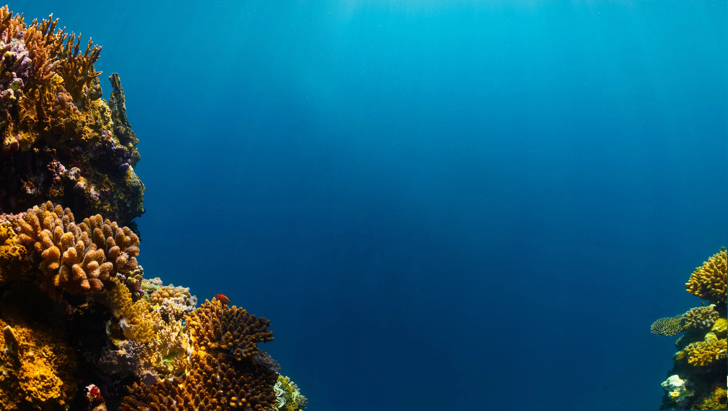 ocean floor with reefs